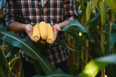 Bir adam mısır tarlasını teftiş ediyor ve zararlıları arıyor. Başarılı çiftçi ve tarım sektörü