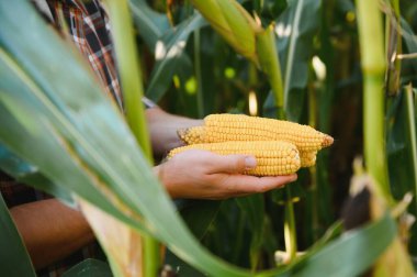 Çiftçi el koçandaki olgun mısırı inceliyor. Çiftçinin elinde taze olgun mısırdan bir kulak, yakın plan. Hasat konsepti. Organik sağlıklı yiyecekler.