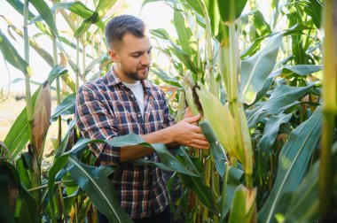 Bir adam mısır tarlasını teftiş ediyor ve zararlıları arıyor. Başarılı çiftçi ve tarım sektörü