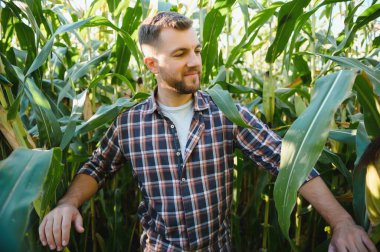 Bir adam mısır tarlasını teftiş ediyor ve zararlıları arıyor. Başarılı çiftçi ve tarım sektörü