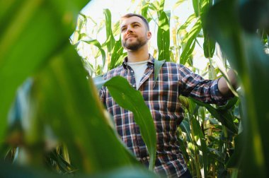 mısır bitkileri üzerinde kontrol çiftçi