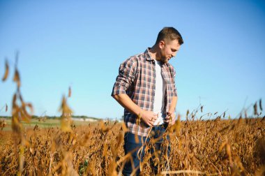 Soya tarlasında tarımcı çiftçi hasattan önce ekinleri kontrol ediyor. Organik gıda üretimi ve yetiştirilmesi.