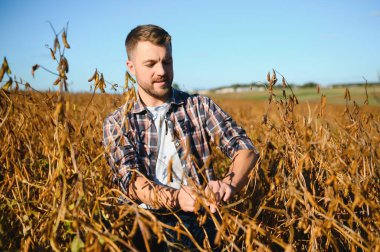 Agronomist tarım tarlasında soya fasulyesi hasadını teftiş ediyor - tarım kavramı - çiftlik soya fasulyesi tarlasında çiftçi.