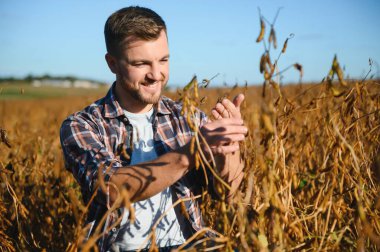 Agronomist tarım tarlasında soya fasulyesi hasadını teftiş ediyor - tarım kavramı - çiftlik soya fasulyesi tarlasında çiftçi.