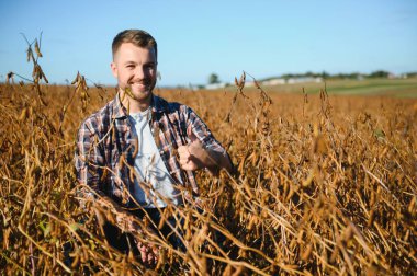 Soya tarlasında tarımcı çiftçi hasattan önce ekinleri kontrol ediyor. Organik gıda üretimi ve yetiştirilmesi.