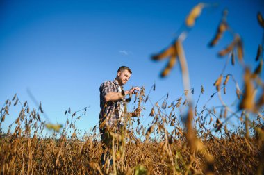 Soya tarlasında tarımcı çiftçi hasattan önce ekinleri kontrol ediyor. Organik gıda üretimi ve yetiştirilmesi.