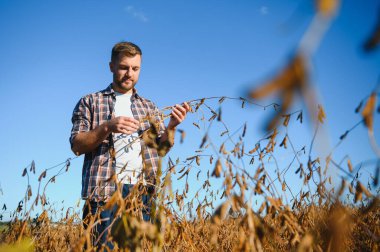 Agronomist tarım tarlasında soya fasulyesi hasadını teftiş ediyor - tarım kavramı - çiftlik soya fasulyesi tarlasında çiftçi.
