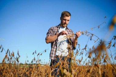 Soya tarlasında tarımcı çiftçi hasattan önce ekinleri kontrol ediyor. Organik gıda üretimi ve yetiştirilmesi.