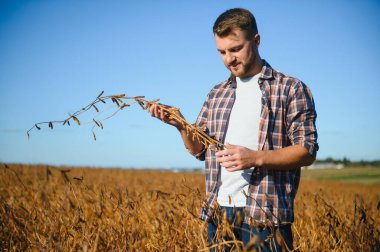 Soya tarlasında tarımcı çiftçi hasattan önce ekinleri kontrol ediyor. Organik gıda üretimi ve yetiştirilmesi.