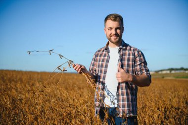 Agronomist tarım tarlasında soya fasulyesi hasadını teftiş ediyor - tarım kavramı - çiftlik soya fasulyesi tarlasında çiftçi.