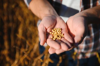 Soya tohumlarını tutan çiftçinin eli. Sağlıklı Organik Ürün. İyi hasat konsepti.