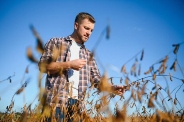 Soya tarlasında tarımcı çiftçi hasattan önce ekinleri kontrol ediyor. Organik gıda üretimi ve yetiştirilmesi.
