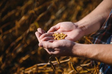 Soya tohumlarını tutan çiftçinin eli. Sağlıklı Organik Ürün. İyi hasat konsepti.
