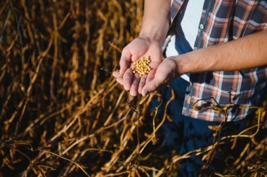 Bir avuç soya fasulyesi çiftçinin elinde akşam vakti tarlanın arka planında. Metin için alanı kopyala