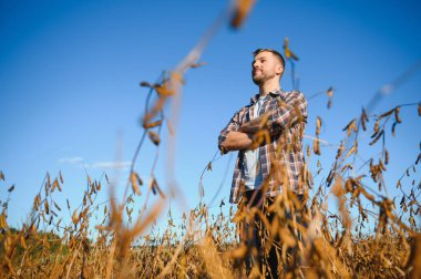 Agronomist tarlada yetişen soya fasulyesi ekinlerini inceliyor. Tarım üretim konsepti. Genç tarımcı yazın tarlada soya fasulyesi mahsulünü inceliyor. Soya tarlasında çiftçi
