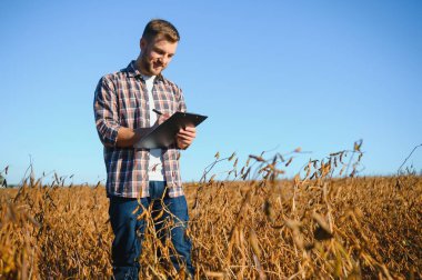 Soya tarlasında tarımcı çiftçi hasattan önce ekinleri kontrol ediyor. Organik gıda üretimi ve yetiştirilmesi.