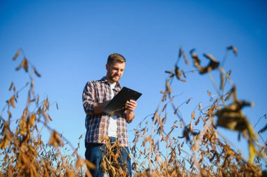 Soya tarlasında tarımcı çiftçi hasattan önce ekinleri kontrol ediyor. Organik gıda üretimi ve yetiştirilmesi.