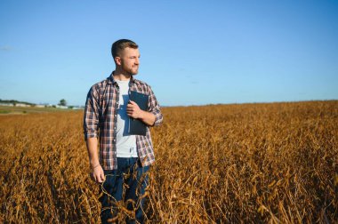 Soya tarlasında dikilen çiftçi gün batımında mahsulü inceliyor..