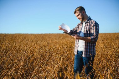 Soya tarlasında dikilen çiftçi gün batımında mahsulü inceliyor..