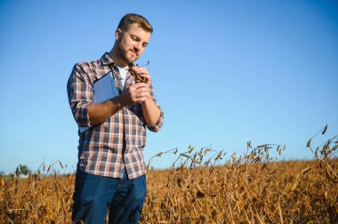 Agronomist tarlada yetişen soya fasulyesi ekinlerini inceliyor. Tarım üretim konsepti. Genç tarımcı yazın tarlada soya fasulyesi mahsulünü inceliyor. Soya tarlasında çiftçi