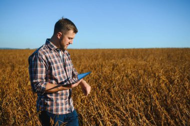 Soya tarlasında dikilen çiftçi gün batımında mahsulü inceliyor..