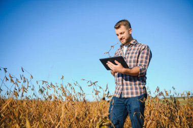Agronomist tarlada yetişen soya fasulyesi ekinlerini inceliyor. Tarım üretim konsepti. Genç tarımcı yazın tarlada soya fasulyesi mahsulünü inceliyor. Soya tarlasında çiftçi