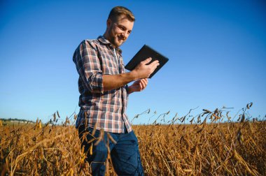 Soya tarlasında tarımcı çiftçi hasattan önce ekinleri kontrol ediyor. Organik gıda üretimi ve yetiştirilmesi.