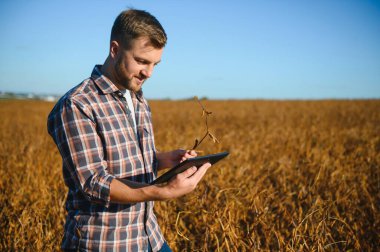 Soya tarlasında dikilen çiftçi gün batımında mahsulü inceliyor..