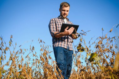 Soya tarlasında dikilen çiftçi gün batımında mahsulü inceliyor..