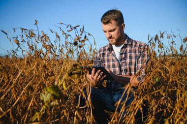 Soya tarlasında tarımcı çiftçi hasattan önce ekinleri kontrol ediyor. Organik gıda üretimi ve yetiştirilmesi.
