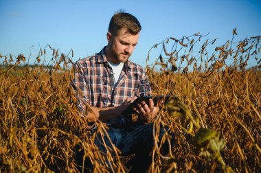 Agronomist tarlada yetişen soya fasulyesi ekinlerini inceliyor. Tarım üretim konsepti. Genç tarımcı yazın tarlada soya fasulyesi mahsulünü inceliyor. Soya tarlasında çiftçi