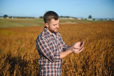 Soya tarlasında tarımcı çiftçi hasattan önce ekinleri kontrol ediyor. Organik gıda üretimi ve yetiştirilmesi.