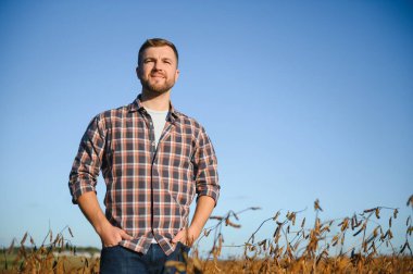 Agronomist tarım tarlasında soya fasulyesi hasadını teftiş ediyor - tarım kavramı - çiftlik soya fasulyesi tarlasında çiftçi.