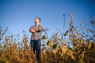 Soya tarlasında tarımcı çiftçi hasattan önce ekinleri kontrol ediyor. Organik gıda üretimi ve yetiştirilmesi.