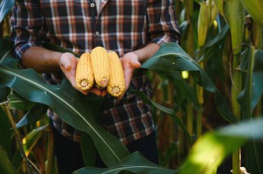 mısır bitkileri üzerinde kontrol çiftçi
