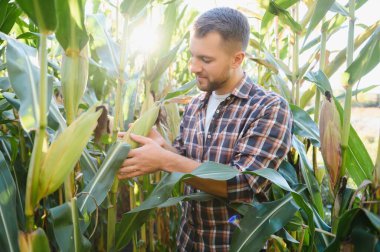 Mısır tarlasında genç ve yakışıklı tarım uzmanı hasat etmeden önce ekinleri inceliyor. Tarım sektörü konsepti. Mısır tarlasında duran tarım mühendisi.