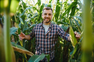 Mısır tarlasında genç ve yakışıklı tarım uzmanı hasat etmeden önce ekinleri inceliyor. Tarım sektörü konsepti. Mısır tarlasında duran tarım mühendisi.