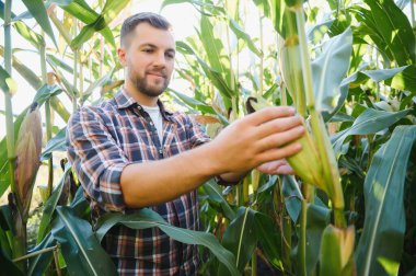 Bir adam mısır tarlasını teftiş ediyor ve zararlıları arıyor. Başarılı çiftçi ve tarım sektörü