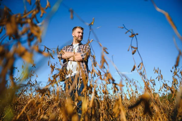Soya tarlasında dikilen çiftçi gün batımında mahsulü inceliyor..