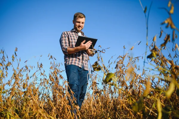 Soya tarlasında tarımcı çiftçi hasattan önce ekinleri kontrol ediyor. Organik gıda üretimi ve yetiştirilmesi.
