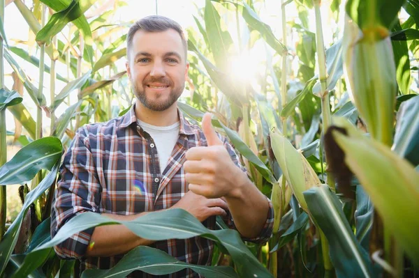 Чоловік Оглядає Кукурудзяне Поле Шукає Шкідників Успішний Фермер Агробізнес — стокове фото