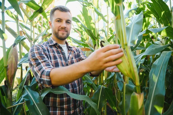 Yong Pohledný Agronomista Kukuřičném Poli Zkoumá Úrodu Před Sklizní Agribusiness — Stock fotografie