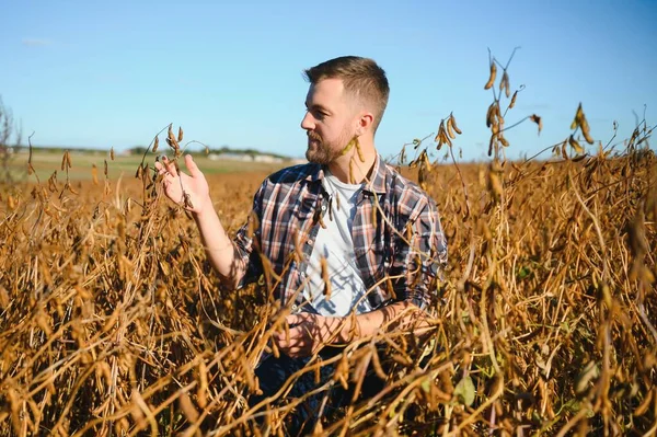 Soya tarlasında tarımcı çiftçi hasattan önce ekinleri kontrol ediyor. Organik gıda üretimi ve yetiştirilmesi.