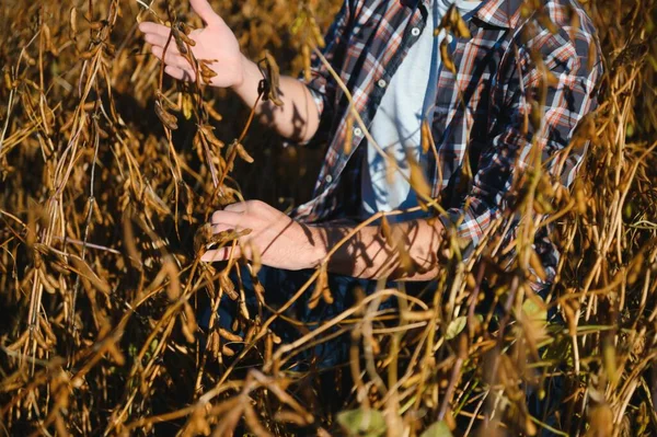 Mão Agricultor Segurando Sementes Soja Produto Orgânico Saudável Bom Conceito — Fotografia de Stock