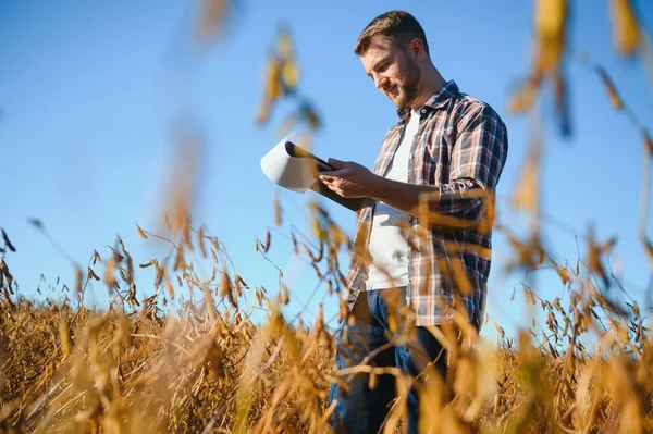 Agronomist Tarım Tarlasında Soya Fasulyesi Hasadını Teftiş Ediyor Tarım Kavramı — Stok fotoğraf