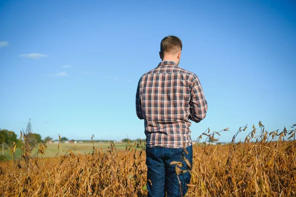 Agronomist tarım tarlasında soya fasulyesi hasadını teftiş ediyor - tarım kavramı - çiftlik soya fasulyesi tarlasında çiftçi.