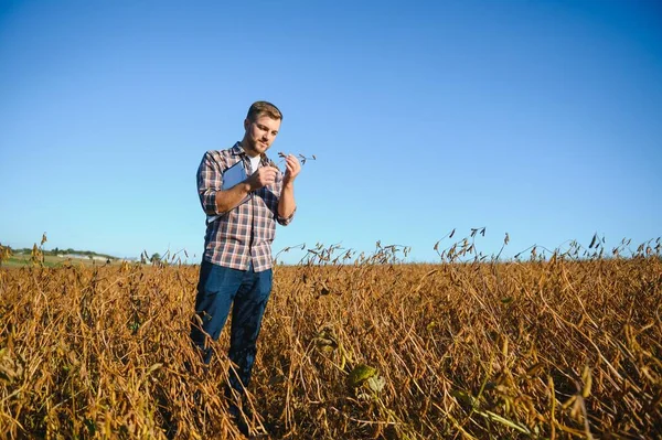 Soya tarlasında tarımcı çiftçi hasattan önce ekinleri kontrol ediyor. Organik gıda üretimi ve yetiştirilmesi.
