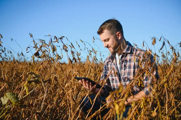 Agronomist tarım tarlasında soya fasulyesi hasadını teftiş ediyor - tarım kavramı - çiftlik soya fasulyesi tarlasında çiftçi.