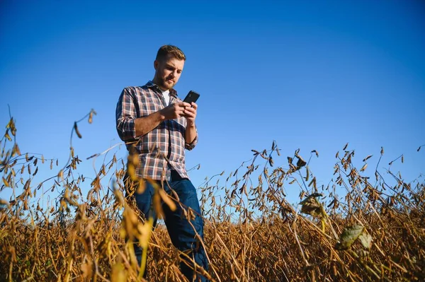 Soya tarlasında tarımcı çiftçi hasattan önce ekinleri kontrol ediyor. Organik gıda üretimi ve yetiştirilmesi.