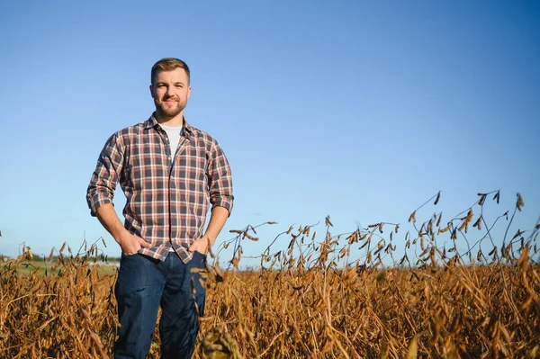 Soya tarlasında tarımcı çiftçi hasattan önce ekinleri kontrol ediyor. Organik gıda üretimi ve yetiştirilmesi.